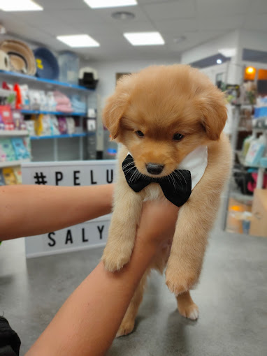 Peluqueria Canina Saly