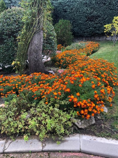 Jardineria Ortega